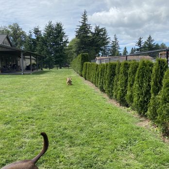 Augusta Lawncare Services - a dog in the yard - Tree Services Near Me - Bellingham, Washington Augusta Lawncare Services - a dog in the yard - Tree Services Near Me - Bellingham, Washington