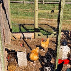 Coverdale Farm