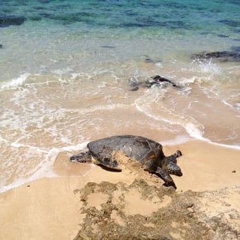 Laniakea Beach - Missy basking - Beaches Near Me - Haleiwa, Hawaii