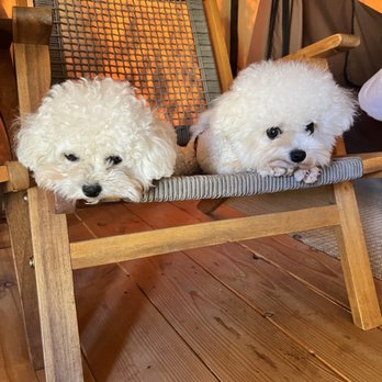 NoNo Pet Grooming - Puppy - Pet Groomers Near Me - Pomona, California NoNo Pet Grooming - Puppy - Pet Groomers Near Me - Pomona, California