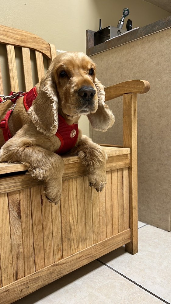 WILLIAMSBURG VETERINARY CLINIC Updated October 2024 20 Photos & 37