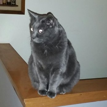 Pampered Pets - Pet Sitting Near Me - Spokane, Washington