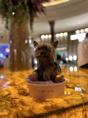 Café Lola by null