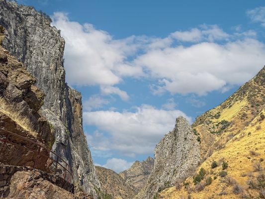 General Grant Tree by null