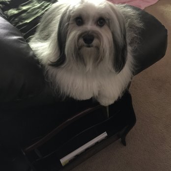 Larissa Khokhlova - Pet Groomers Near Me - Mountain View, California