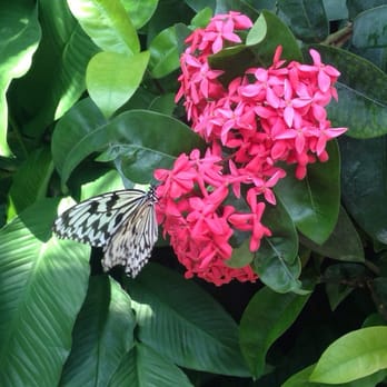 Butterfly Pavilion - Beautiful butterfly on it's first flight. - Museums Near Me - Westminster, Colorado Butterfly Pavilion - Beautiful butterfly on it's first flight. - Museums Near Me - Westminster, Colorado