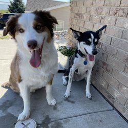 Mountain View Animal Hospital - Happy doggies