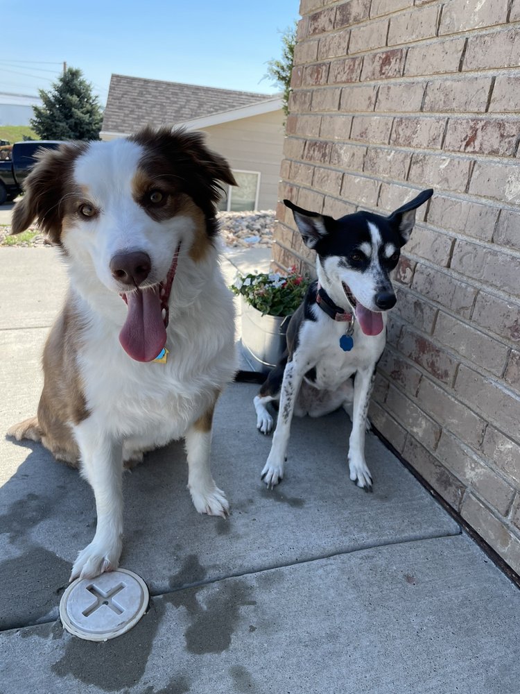 MOUNTAIN VIEW ANIMAL HOSPITAL Updated August 2024 1130 Jackson Blvd