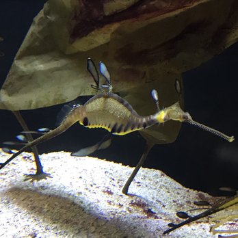 Shedd Aquarium - Leafy sea dragon - blew my mind - Aquariums Near Me - Chicago, Illinois Shedd Aquarium - Leafy sea dragon - blew my mind - Aquariums Near Me - Chicago, Illinois