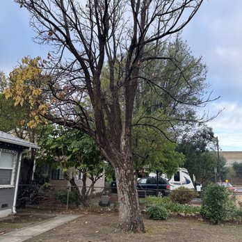 A&J Tree - Before pic - Tree Services Near Me