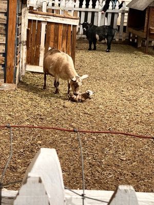 Riley's Farm by null