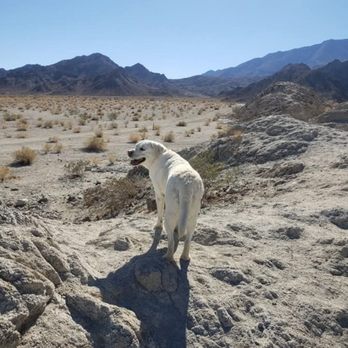 Man's Best Friend - Pet Sitting Near Me - Coachella, California Man's Best Friend - Pet Sitting Near Me - Coachella, California
