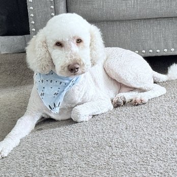 Stars Fancy Paws - Connor looking very handsome after his grooming - Pet Groomers Near Me - Bakersfield, California Stars Fancy Paws - Connor looking very handsome after his grooming - Pet Groomers Near Me - Bakersfield, California