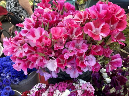 Sunday Marin Farmers' Market by null