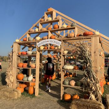 Beasley's Orchard - a display of pumpkins - Farmers Market Near Me - Danville, Indiana