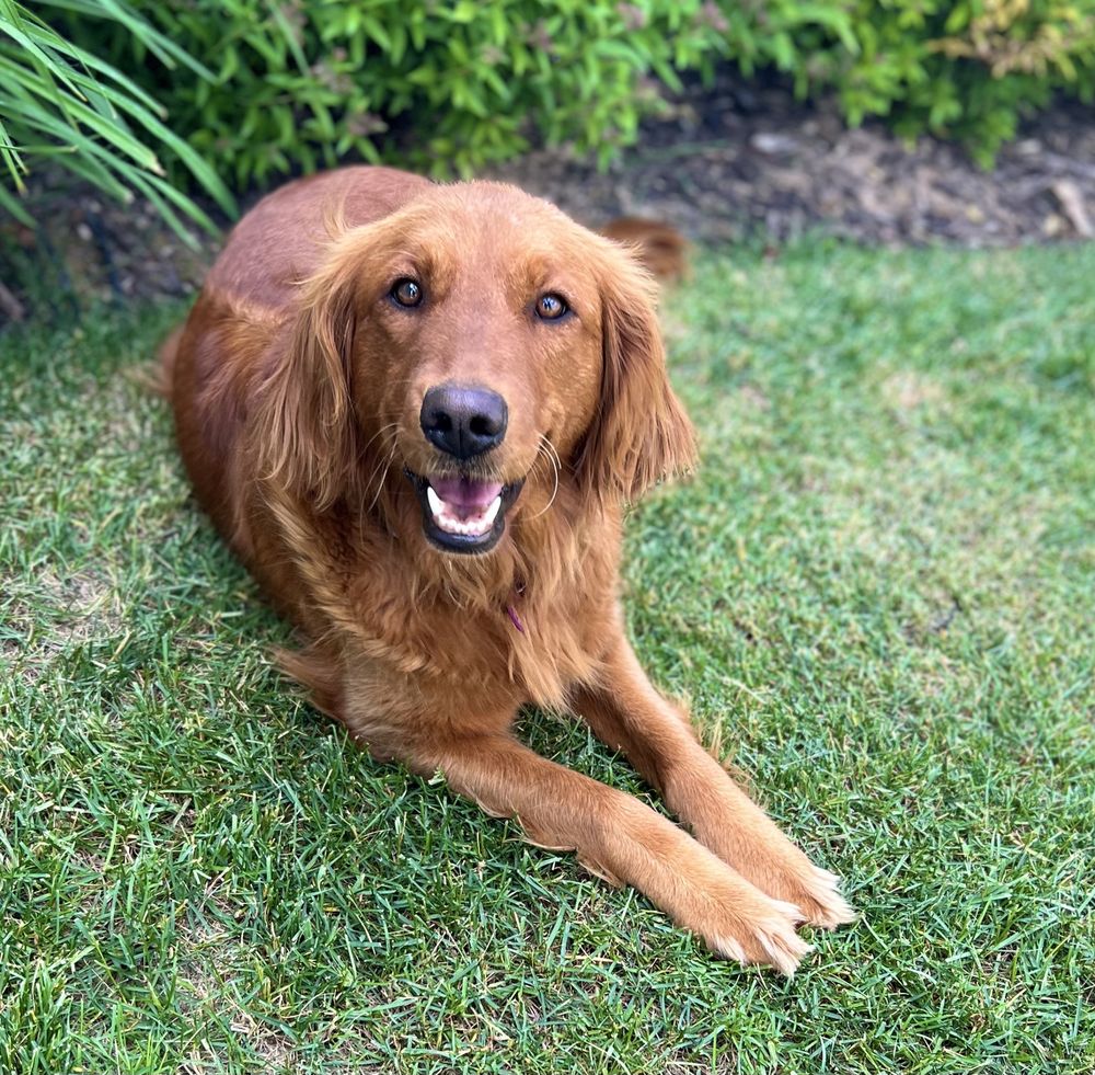 PARK CITY PETSITTING Updated July 2024 Request a Quote Park City