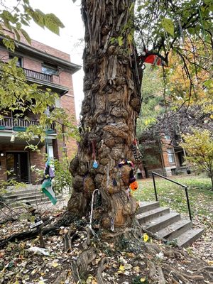 The Witches' Tree by null