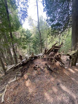 Belfountain Conservation Area by null