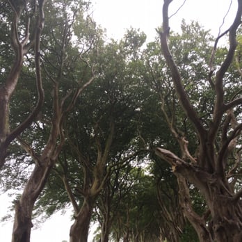 The Dark Hedges - Up - Landmarks & Historical Buildings Near Me - Antrim, BLY The Dark Hedges - Up - Landmarks & Historical Buildings Near Me - Antrim, BLY