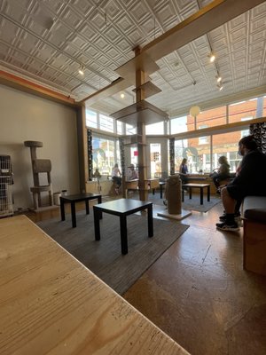 Mauhaus Cat Cafe by null