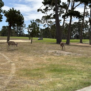 Poppy Hills Golf Course - Gallery - Golf Near Me - Pebble Beach, California Poppy Hills Golf Course - Gallery - Golf Near Me - Pebble Beach, California
