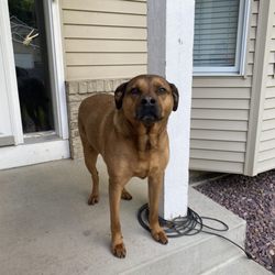 Country Pet Farm & Garden