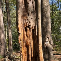 Canco Woods