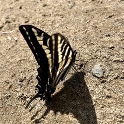 Hummingbird Trail - Beautiful butterfly