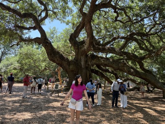 Angel Oak Tree by null