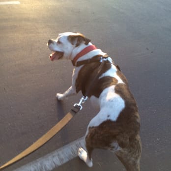 Happy Dog Basic Obedience - Cash on a walk. Happy dog! - Pet Training Near Me - Fresno, California