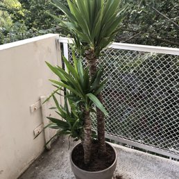 Yucca tree