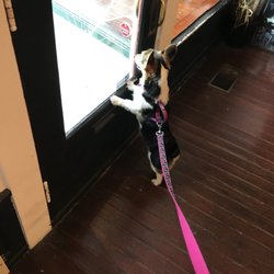 Rad OTR - Dog friendly!