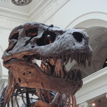 Field Museum - they call it chompey - Museums Near Me - Chicago, Illinois Field Museum - they call it chompey - Museums Near Me - Chicago, Illinois