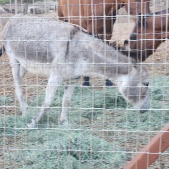 Kindred Spirits Care Farm - Animal Shelters Near Me - Chatsworth, California Kindred Spirits Care Farm - Animal Shelters Near Me - Chatsworth, California
