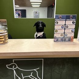 Ellie having her limelight in The Working Dog Shop Ellie having her limelight in The Working Dog Shop