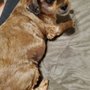 Photo of Yuppie Puppy