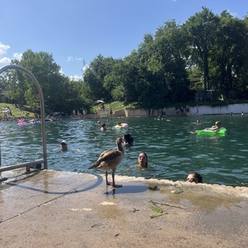Barton Springs Pool - Swimming Pools Near Me - Austin, Texas