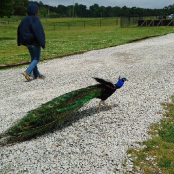 Noah's Ark Animal Sanctuary - Peacocks and chickens are running all around and will walk down the path with you. - Animal Shelters Near Me - Locust Grove, Georgia