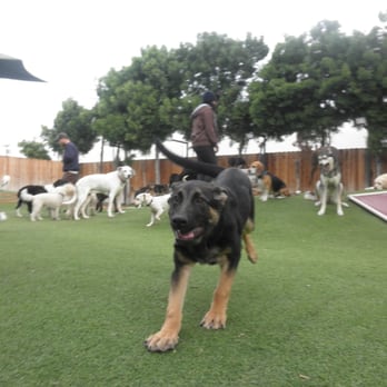 Bow Wow Bungalow - Pet Sitting Near Me - Burbank, California Bow Wow Bungalow - Pet Sitting Near Me - Burbank, California