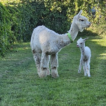 Sandollar Farms - Two hours old! - Attraction Farms Near Me - Kennewick, Washington Sandollar Farms - Two hours old! - Attraction Farms Near Me - Kennewick, Washington