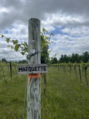 Shelburne Vineyard by null