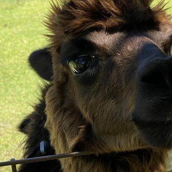 A Stroka Gene-Us Alpacas - Alpaca being shy - Knitting Supplies Near Me - Stringer, Mississippi