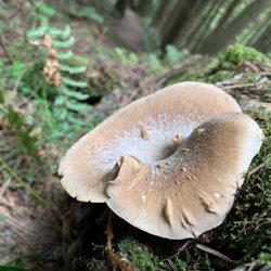 Coho Preserve - Looking but not touching.
