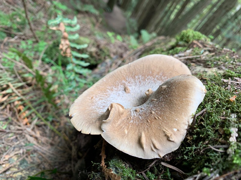 Coho Preserve Image