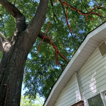 Tree Care Marietta - To be trimmed - Tree Services Near Me Tree Care Marietta - To be trimmed - Tree Services Near Me