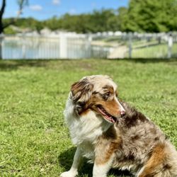 Dark Shadows Tactical Canine Development - Dark Shadows Training Program