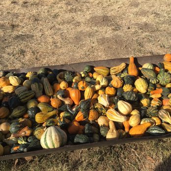 Joan's Farm & Pumpkin Patch - Pumpkin Patches Near Me - Livermore, California