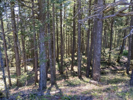 Moran State Park by null
