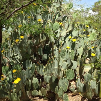 Boyce Thompson Arboretum - Botanical Gardens Near Me - Superior, Arizona Boyce Thompson Arboretum - Botanical Gardens Near Me - Superior, Arizona