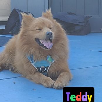 Lucia's Pet Care - Dog Walkers Near Me - San Leandro, California Lucia's Pet Care - Dog Walkers Near Me - San Leandro, California